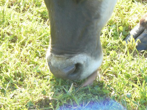 Photo by <a target="_blank" href="http://www.flickr.com/photos/upturnedface/2491263928/">upturnedface</a> Cow eating grass