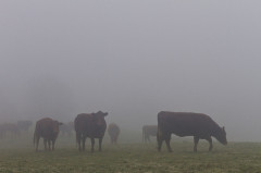Cattle fog